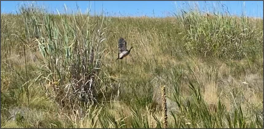 Sharp-tailed grouse