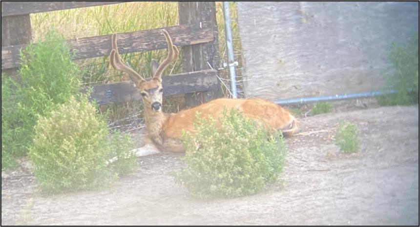 Mule deer