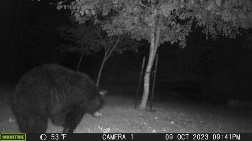 The back bear captured by a trail camera.