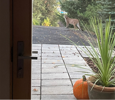 Cougar photographed in driveway.