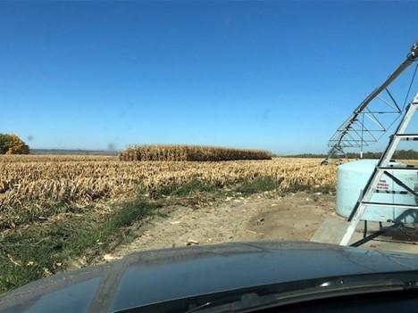 Standing corn in the Windmill Ranch Unit.