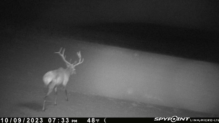 Bull Elk entering a wheat field.