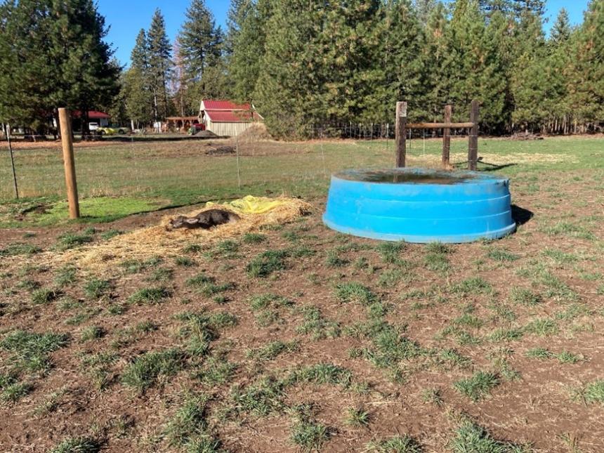 Injured deer next to the water trough.