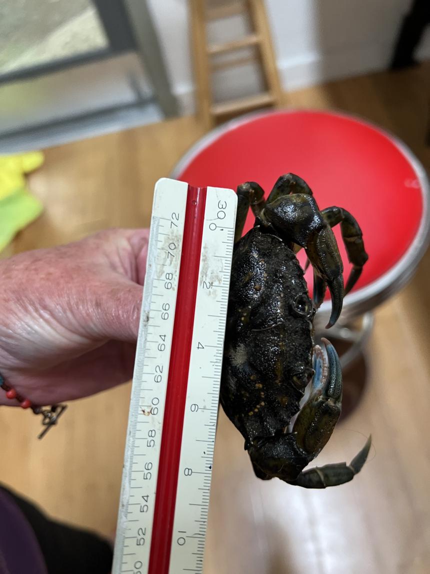 Adult European green crab from Salt Creek Recreation Area and reported to WDFW Aquatic Invasive Species unit on 