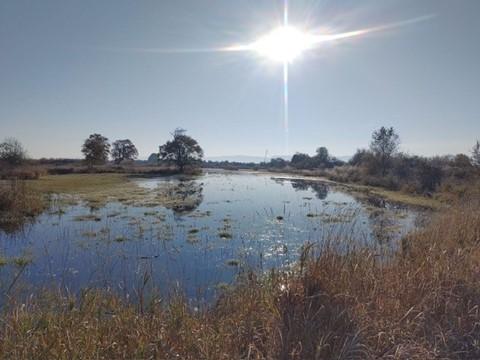 The view of Johnson Wetland after it was reflooded.  