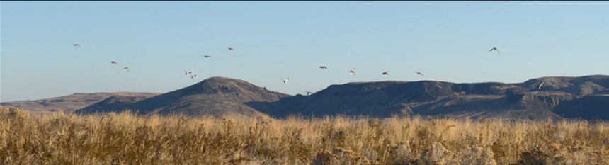 Sharp-tailed grouse flushing in Douglas County.