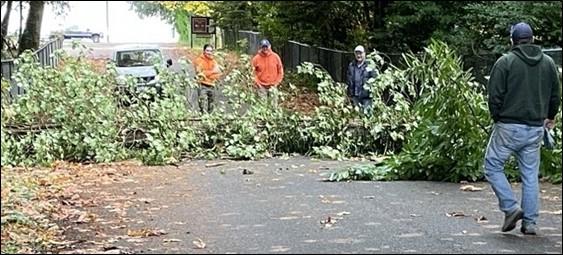 A tree that has fallen over a road blocking traffic. 