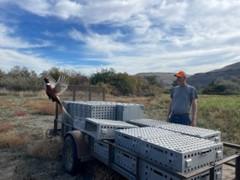 A pheasant being released from a portable cage at Big Flat. 