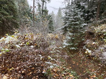 A very overgrown trail with a light dusting of snow. 