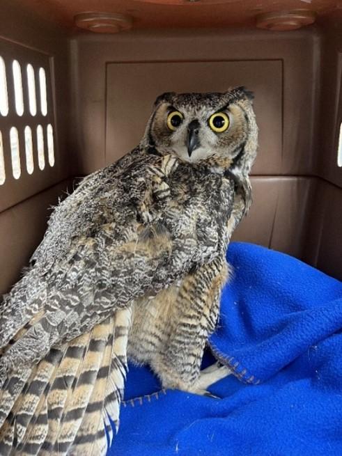 The rescued great horned owl in a crate, ready for transport.  