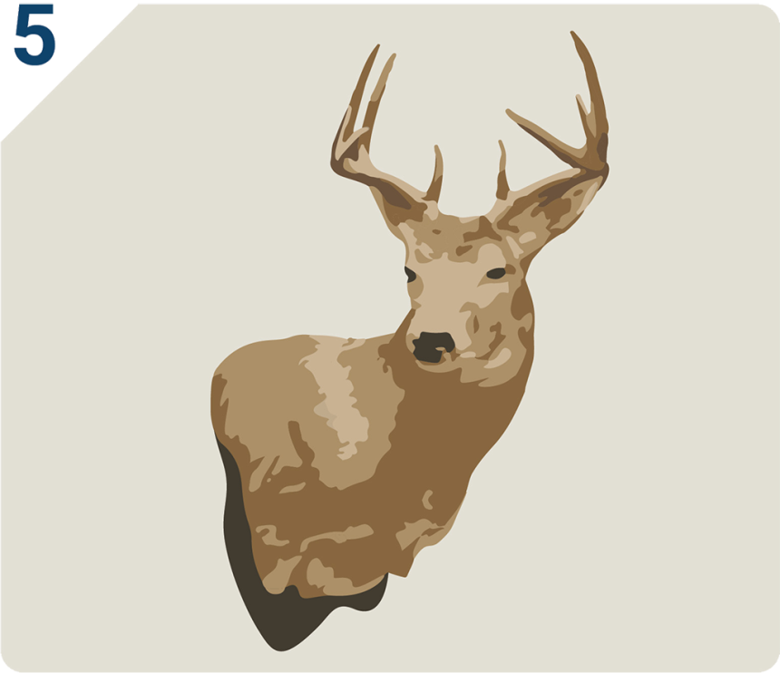 Taxidermy mount of deer head and antlers