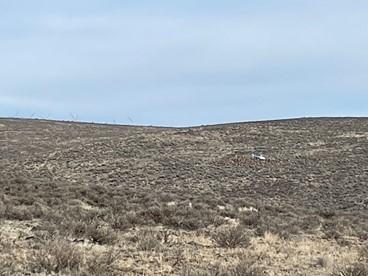 A helicopter moving elk from crop areas