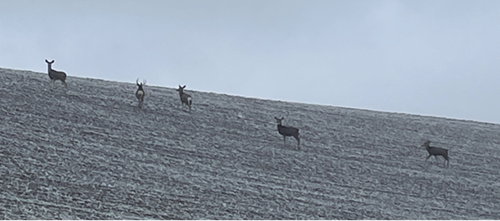 Mule deer observed in a frosty wheat field. 