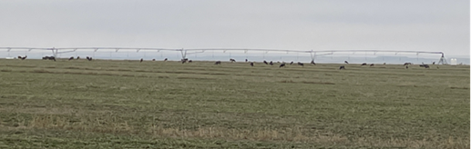 Mule deer congregate on a pivot crop field in southwest Lincoln County. 