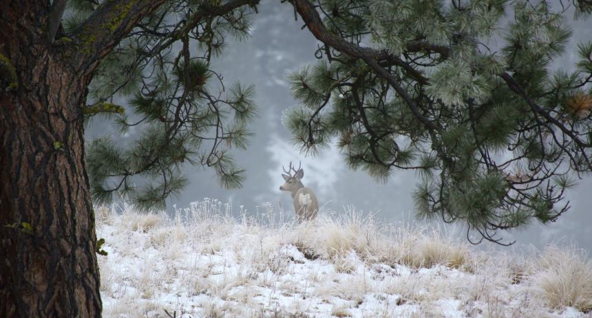 Mule deer in frost