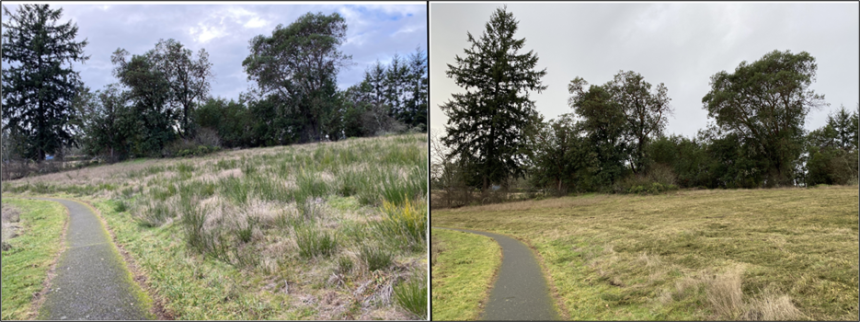 A before and after of a field being mowed