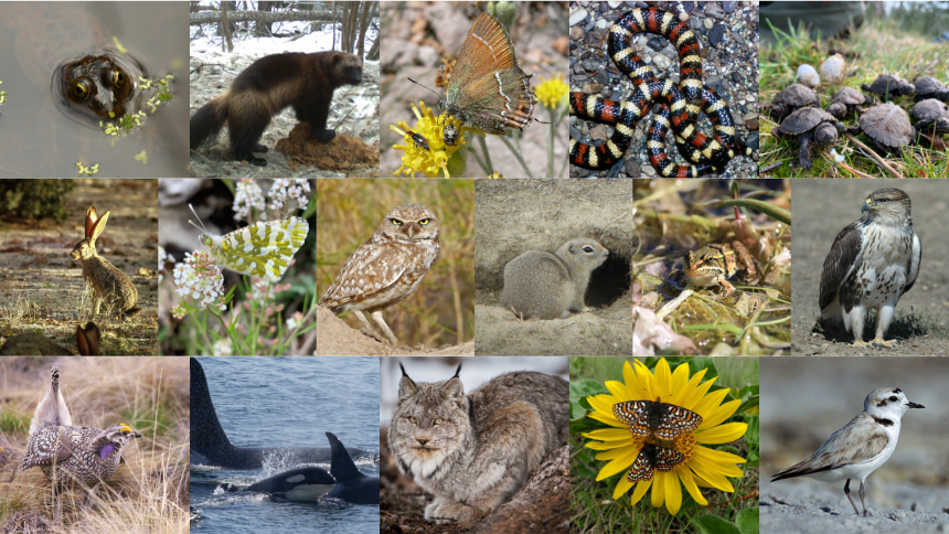 Photo collage of various animal species showcasing Washington State's biodiversity