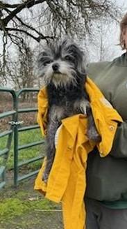 An abandoned pup, "Franklin” waiting for Animal Control.