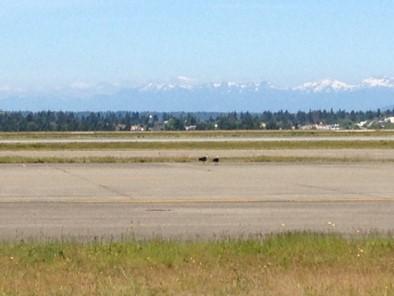 Osprey gathering nesting material on the runway at SeaTac.  