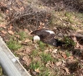 Deceased eagle at The Dalles Dam.