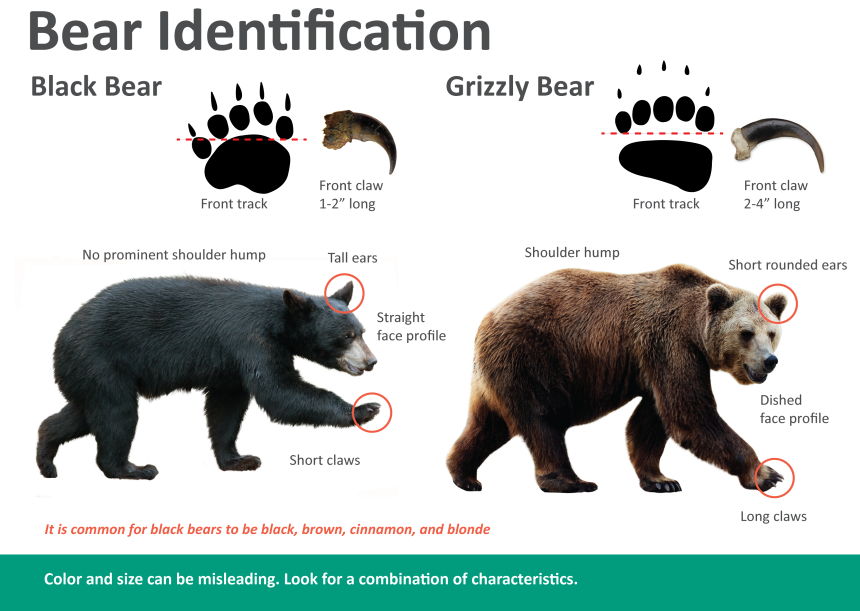 A web graphic depicting some of the main physical differences between grizzly bears and black bears