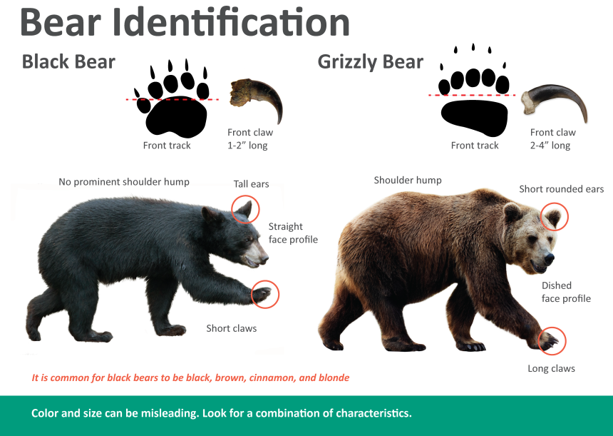 Black bear | Washington Department of Fish & Wildlife