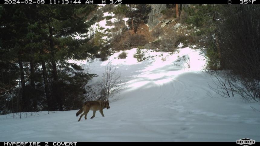 Female collared wolf from the Navarre pack, taken by a trail camera.