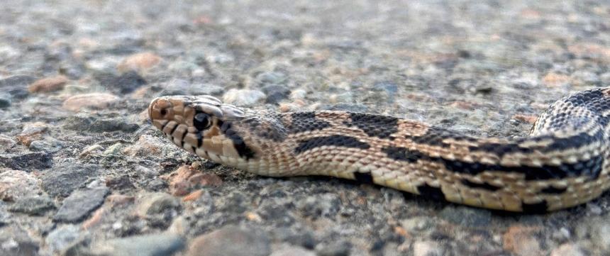 Gopher snake close-up.