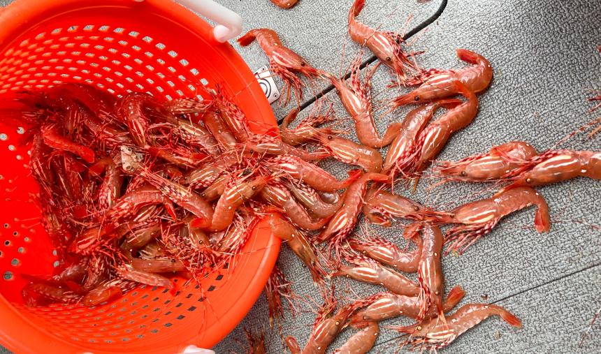 Pacific prawn and shrimp fisheries, Pacific Region