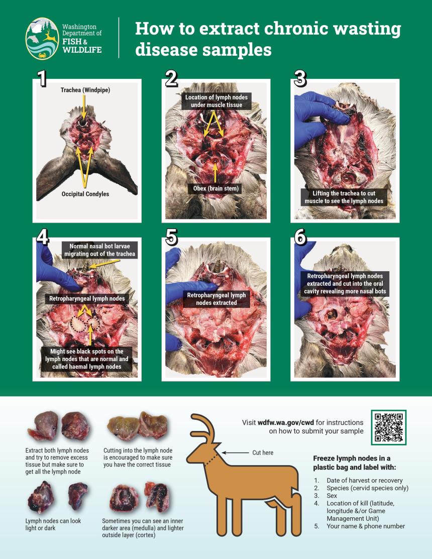 A step-by-step guide showing how to remove deer lymph nodes