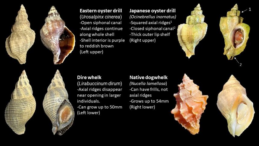 A comparison of invasive Eastern oyster drill, Japanese oyster drill, native dire whelk, native dogwhelk.