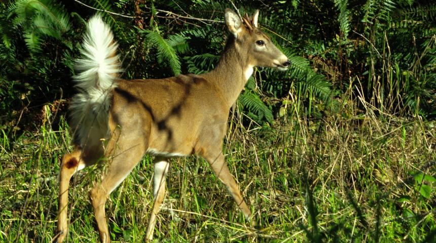 A Columbian white-tailed deer runs across an open field.