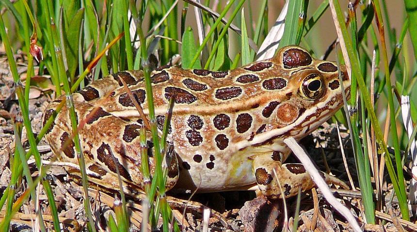 Largish brown and tan frog with dark brown spots crouched in the grass