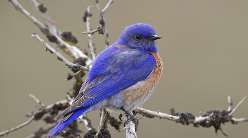 Small bluebird with deep blue plumage and white/tan breast perched on a small branch