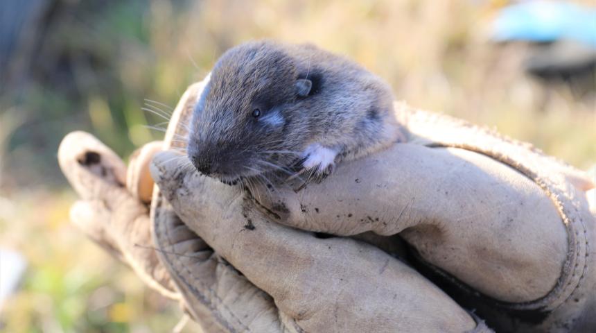 A Mazama pocket gopher calmly resting within two gloved hands