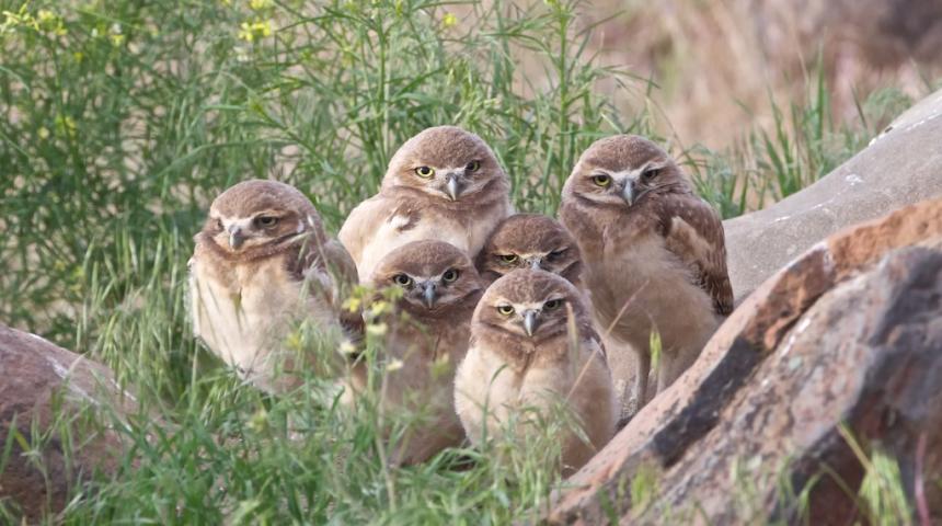 Baby burrowing owls huddle in eastern Washington
