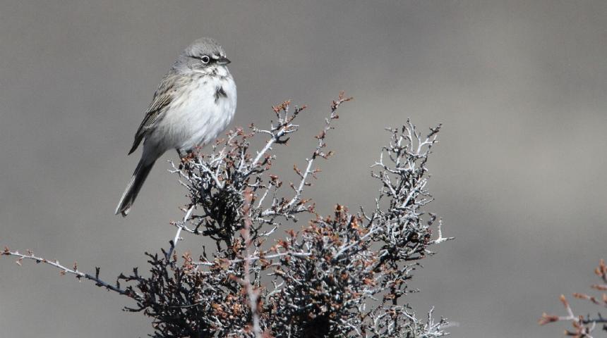 A sagebrush sparrow perches atop a shrub at Whiskey Dick Unit, L.T. Murray Wildlife Area