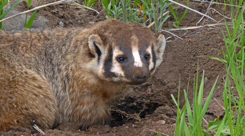 American Badger digging in the Pasayten Wilderness