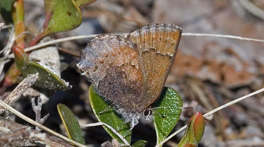 Close up of a Hoary Elfin butterfly on a plant on the ground.