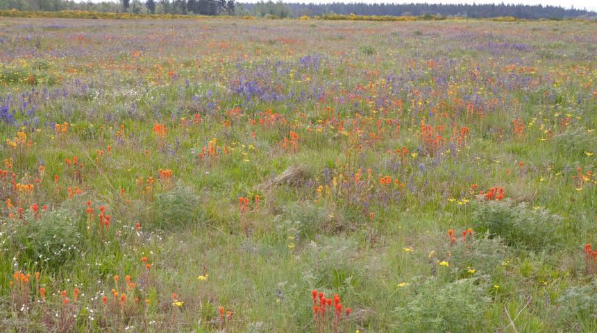 Prairie flowers in bloom