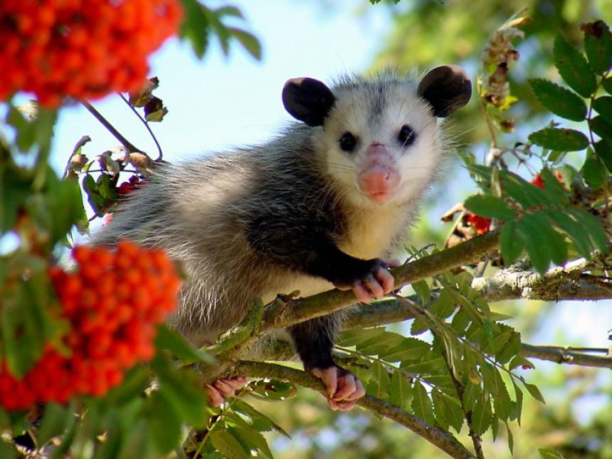 Trapping Opossum