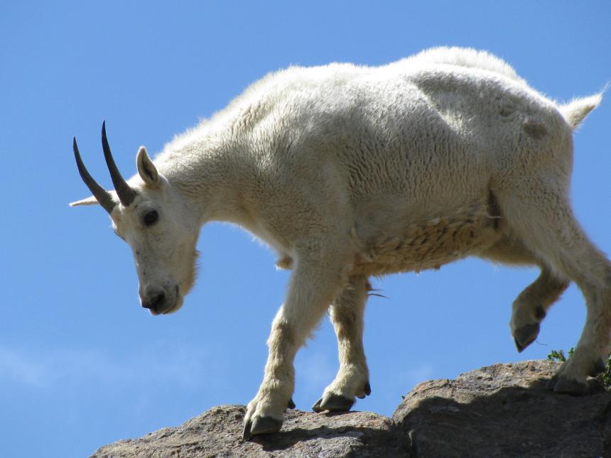 Mountain goat | Washington Department of Fish & Wildlife