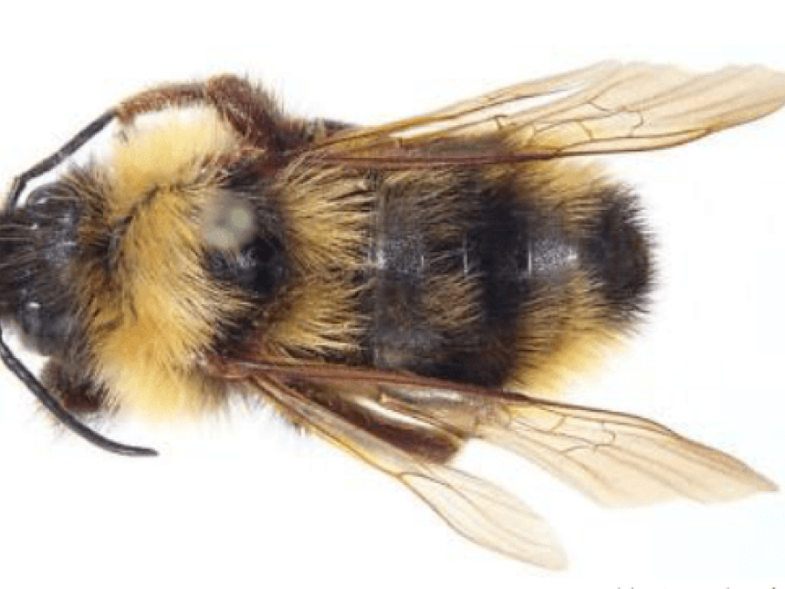 Cuckoo Bumble Bees: What We Can Learn From Their Cheating Ways (If They  Don't Go Extinct First)