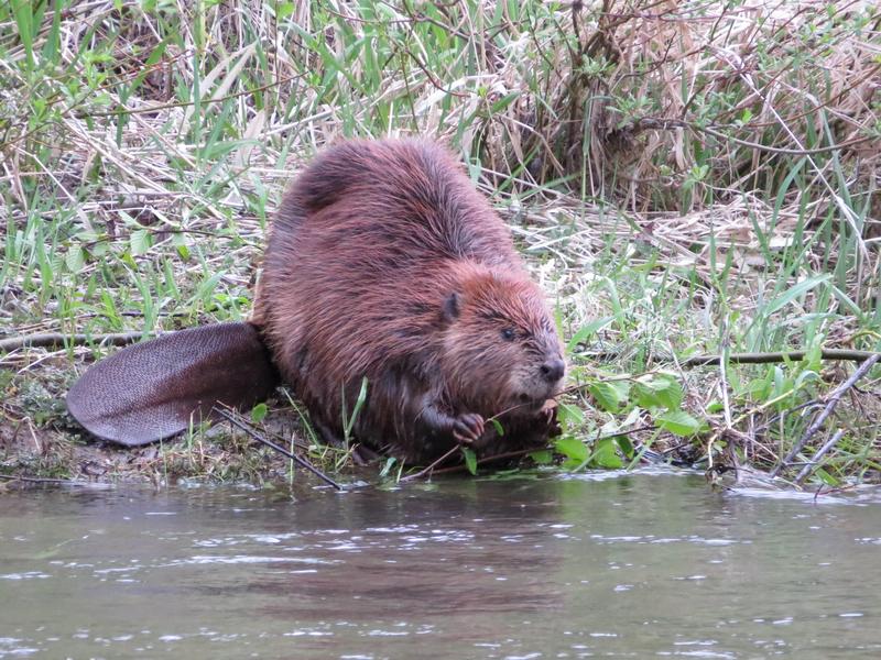 Beaver stands next to water body
