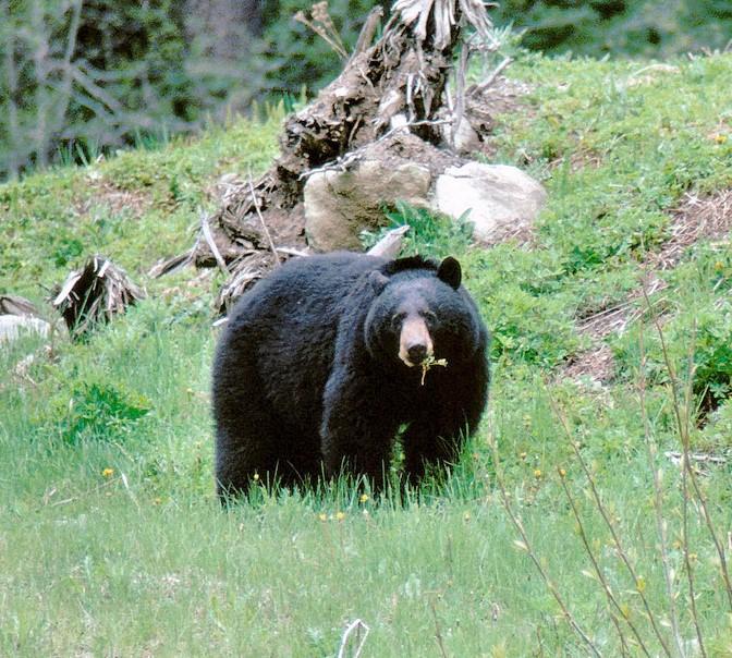 A large black bear forages in a forest clearing.