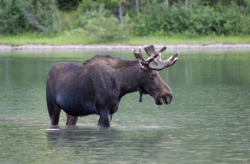 A bull moose stands in a shallow lake.