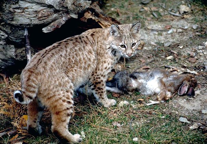 A bobcat hunches over a recent kill.