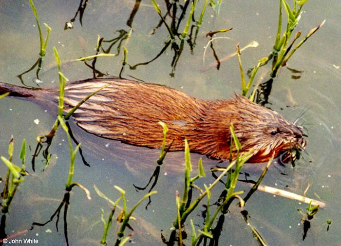 A muskrat swims through a marsh.