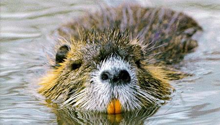 Stuffed nutria online