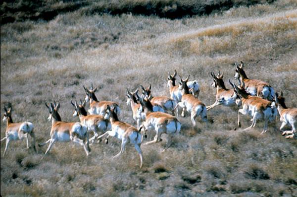 A herd of pronghorn antelopes sprint across open shrubsteppe.